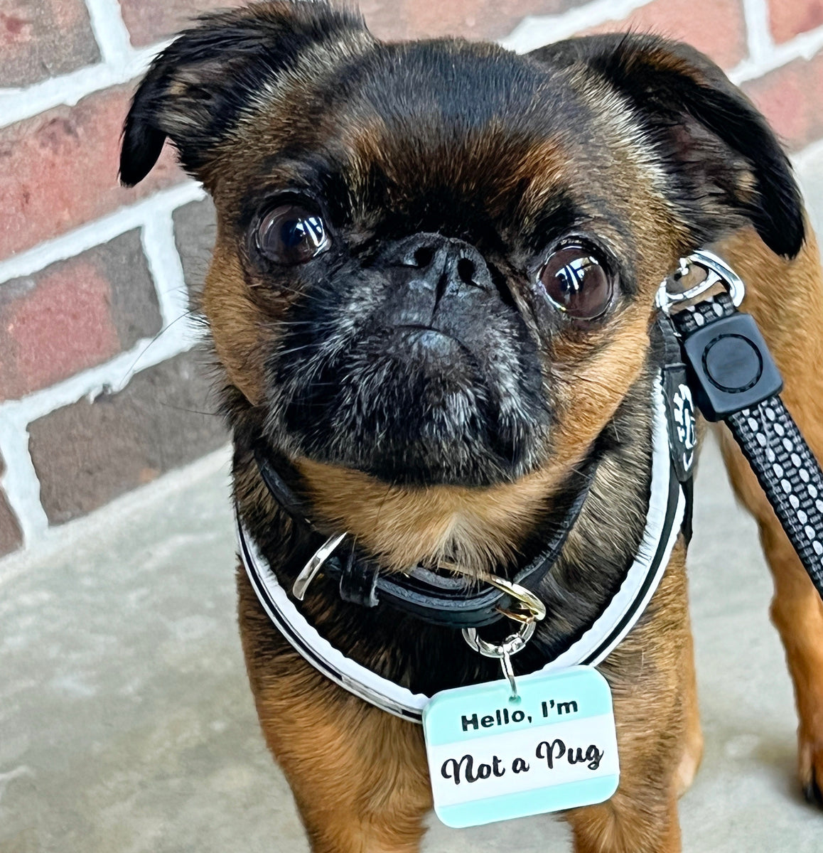 Pet Tags – Grumpy Dog Club